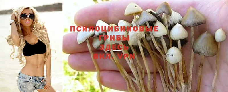 blacksprut зеркало  нарко площадка состав  Псилоцибиновые грибы Psilocybine cubensis  дарнет шоп  Кириллов 